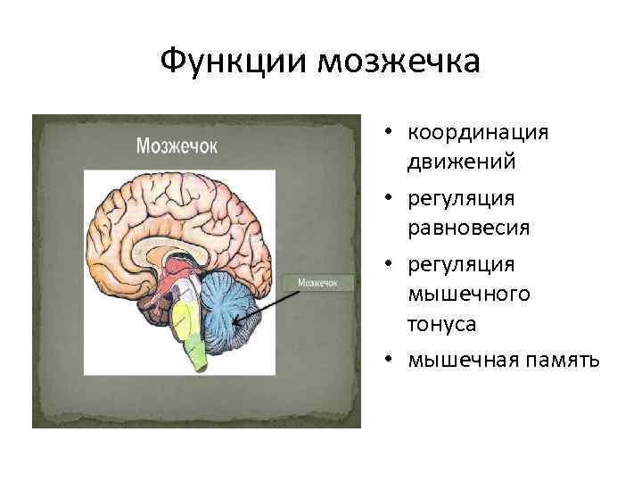 Функции мозжечка • координация движений • регуляция равновесия • регуляция мышечного тонуса • мышечная