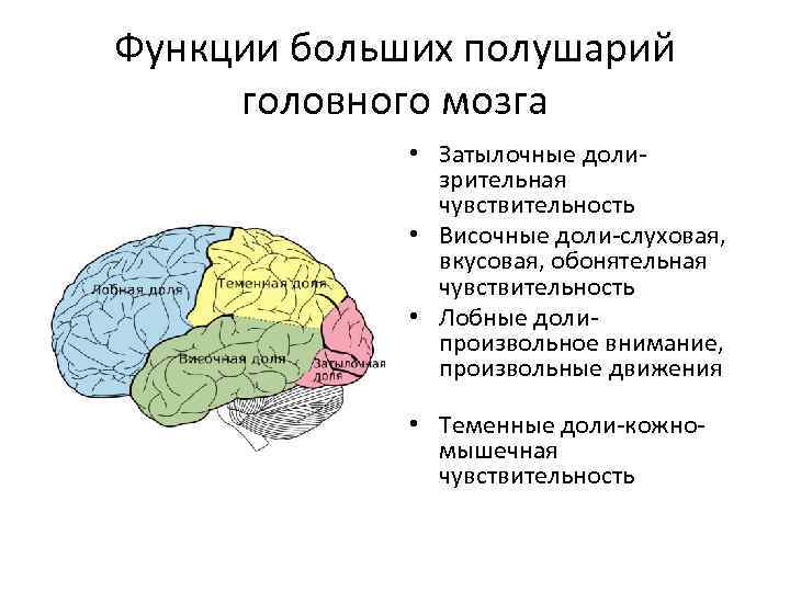 Каковы основные функции мозга. Функции отделов больших полушарий. Головной мозг отделы и функции большие полушария. Функции отделов головного мозга большого полушария. Функции коры больших полушарий головного мозга таблица.