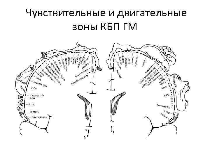  Чувствительные и двигательные зоны КБП ГМ 