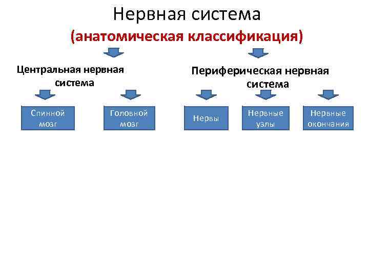 Нервная система (анатомическая классификация) Центральная нервная система Спинной мозг Головной мозг Периферическая нервная система