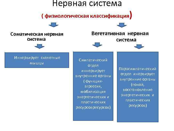 Нервная система ( физиологическая классификация Соматическая нервная система Иннервирует скелетные мышцы ) Вегетативная нервная