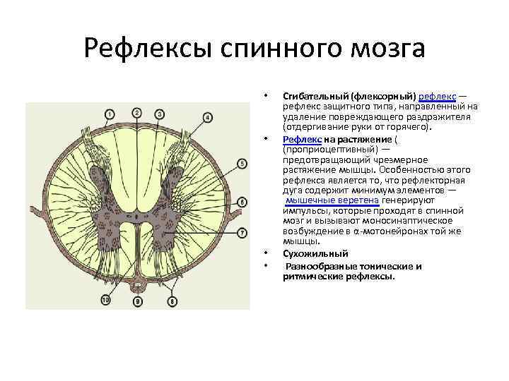 Рефлексы спинного мозга. Двигательные рефлексы спинного мозга физиология. Защитные рефлексы спинного мозга. Сгибательный рефлекс спинного мозга. Перечислить рефлексы спинного мозга.