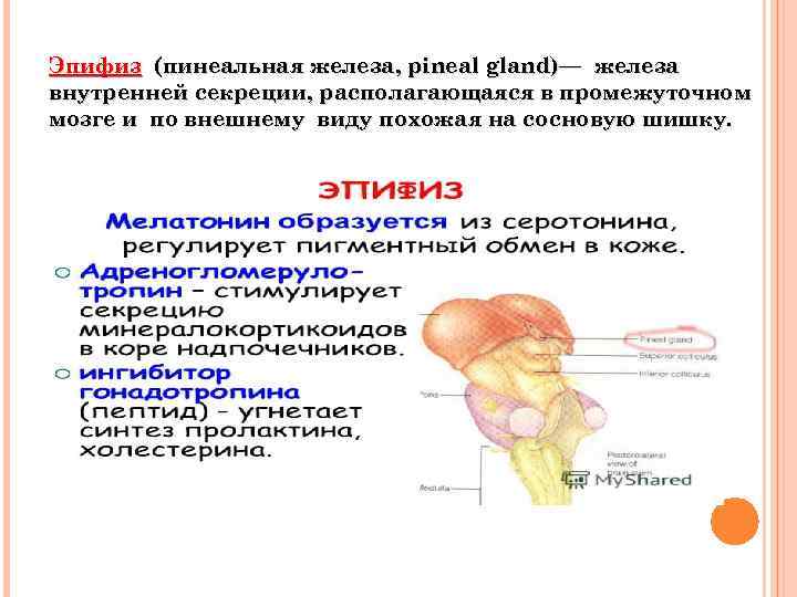 Эпифиз (пинеальная железа, pineal gland)— железа внутренней секреции, располагающаяся в промежуточном мозге и по