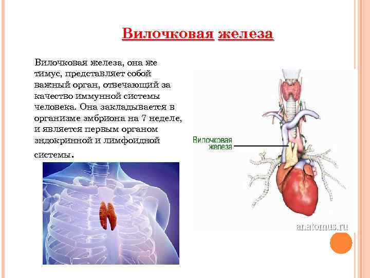 Что такое тимус в организме человека. Вилочковая железа образующиеся форменные элементы. Форменные элементы в вилочковой железе. Вилочковая железа иммунная система. Тимус функции в организме.