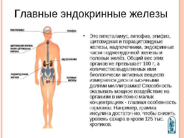 Гормональная регуляция схема