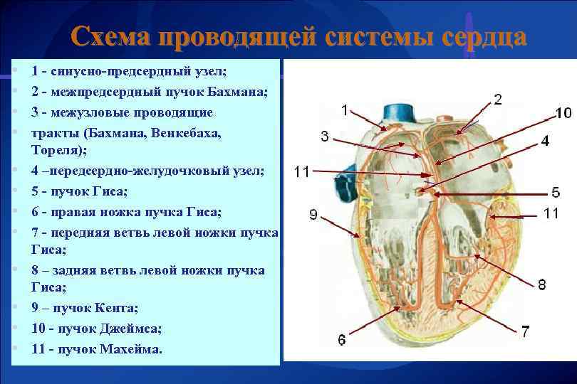 Схема проводящей системы сердца • • • 1 - синусно-предсердный узел; 2 - межпредсердный