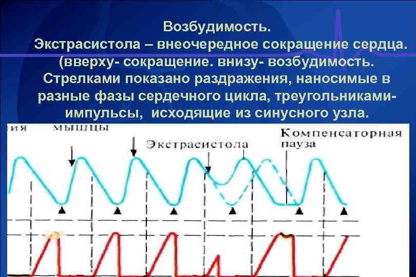 Возбудимость. Экстрасистола – внеочередное сокращение сердца. (вверху сокращение. внизу возбудимость. Стрелками показано раздражения, наносимые