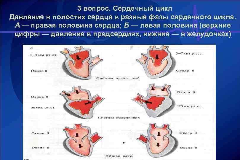  3 вопрос. Сердечный цикл Давление в полостях сердца в разные фазы сердечного цикла.