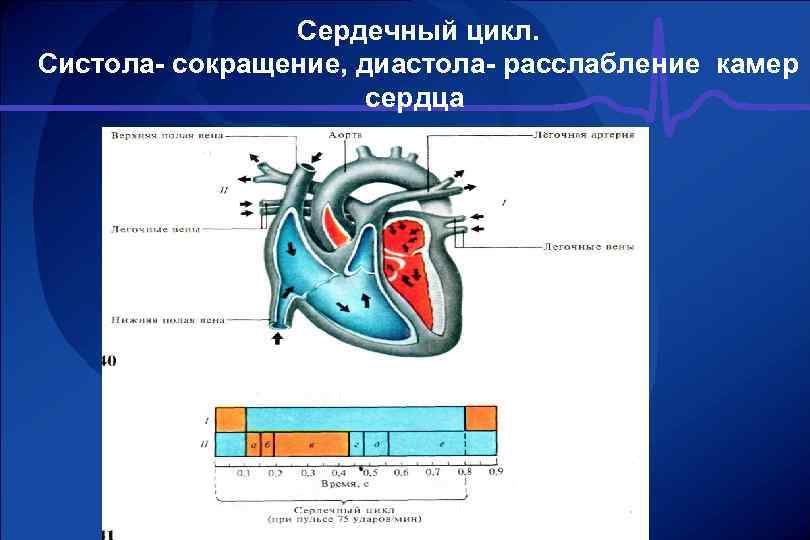 Систола и диастола. Цикл сердечной деятельности анатомия. Фазы сокращения сердца физиология. Физиология сердца сердечный цикл. Сердечный цикл физиология систола.