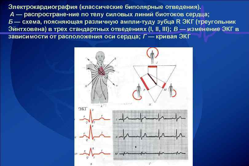 Понятие об экг презентация