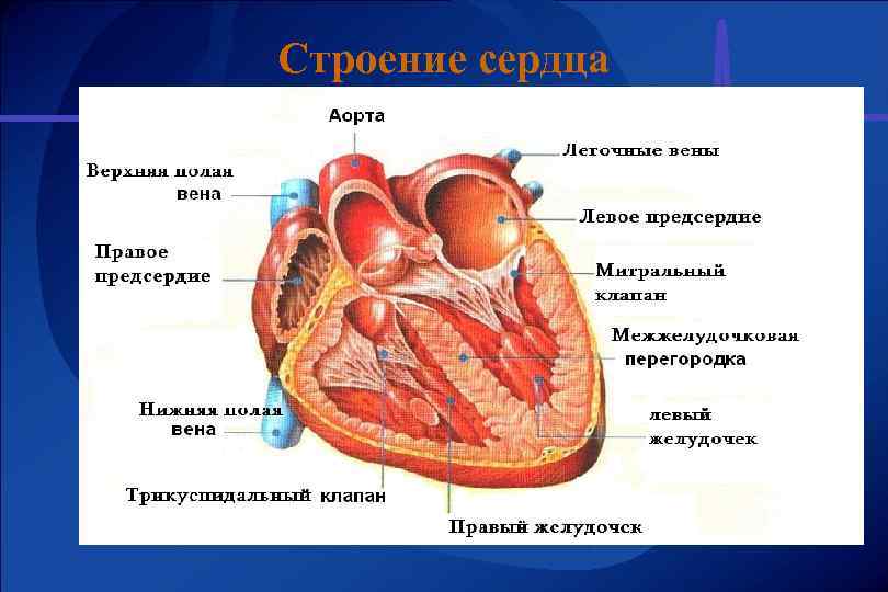 Строение сердца 