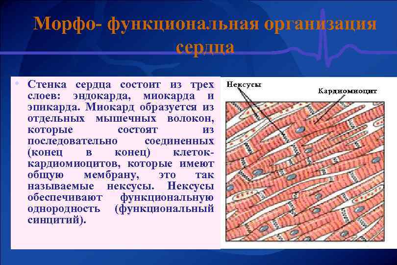 Морфо- функциональная организация сердца • Стенка сердца состоит из трех слоев: эндокарда, миокарда и