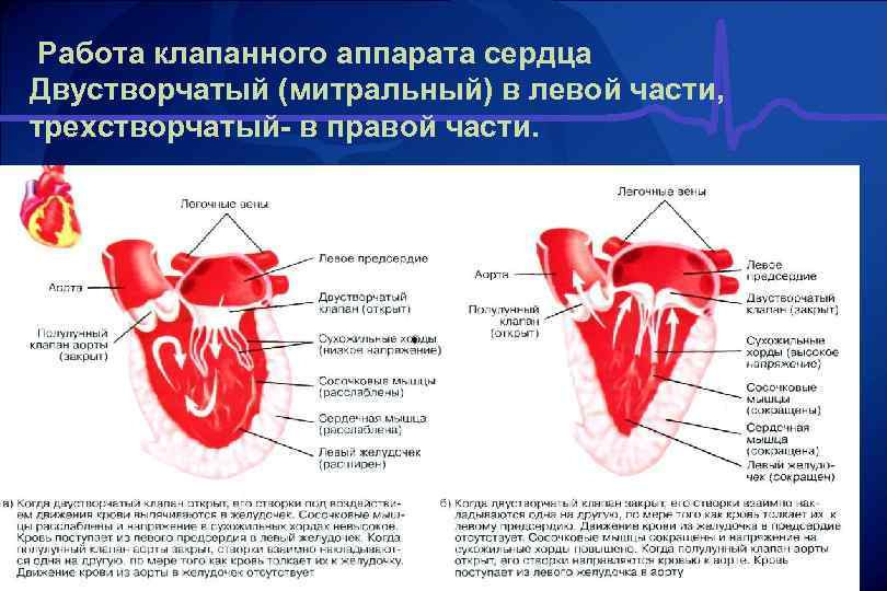  Работа клапанного аппарата сердца Двустворчатый (митральный) в левой части, трехстворчатый в правой части.