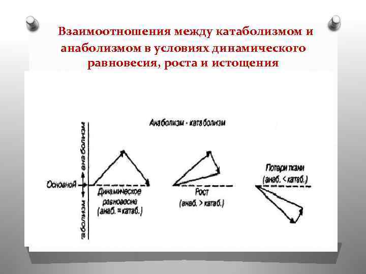 Взаимоотношения между катаболизмом и анаболизмом в условиях динамического равновесия, роста и истощения 
