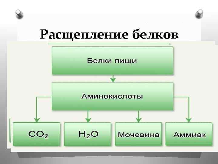 Расщепление белков 