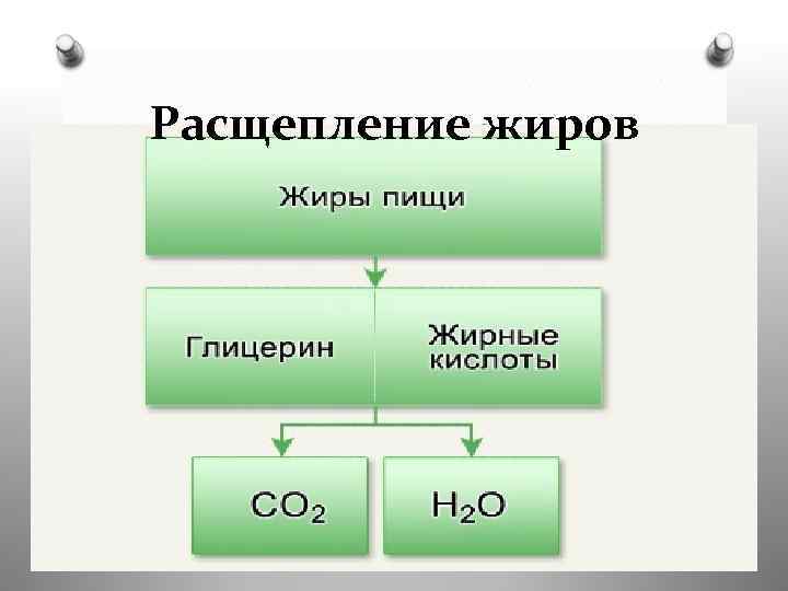 Расщепление жиров 