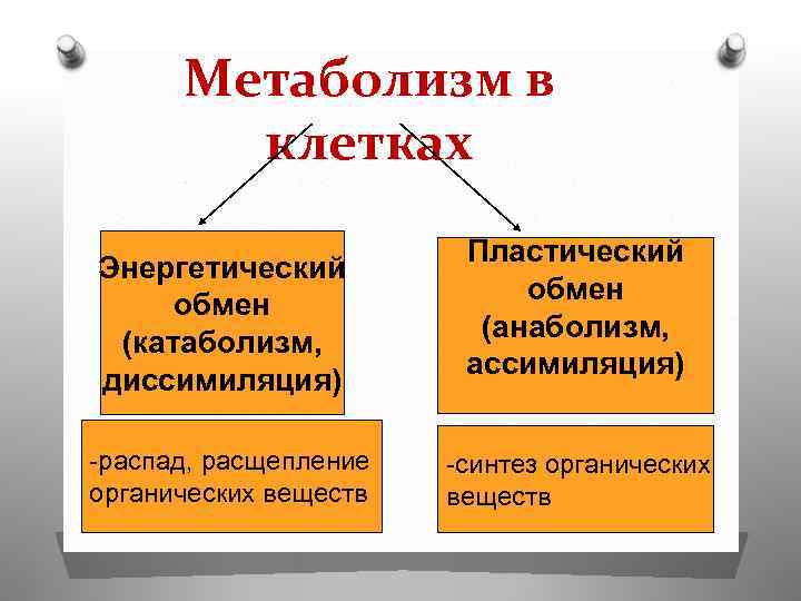 Метаболизм в клетках Энергетический обмен (катаболизм, диссимиляция) -распад, расщепление органических веществ Пластический обмен (анаболизм,