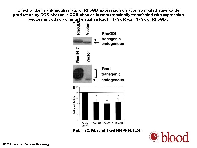 Effect of dominant-negative Rac or Rho. GDI expression on agonist-elicited superoxide production by COS-phoxcells.