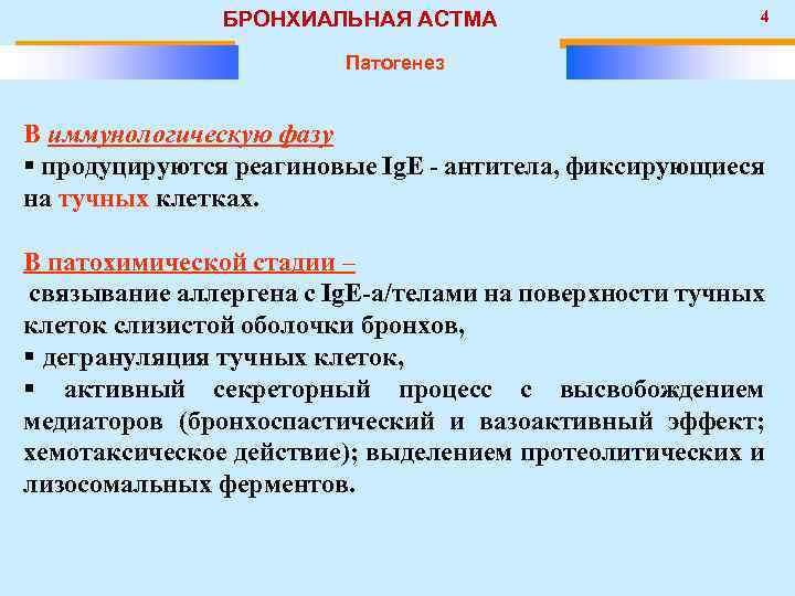 БРОНХИАЛЬНАЯ АСТМА 4 Патогенез В иммунологическую фазу § продуцируются реагиновые Ig. E - антитела,