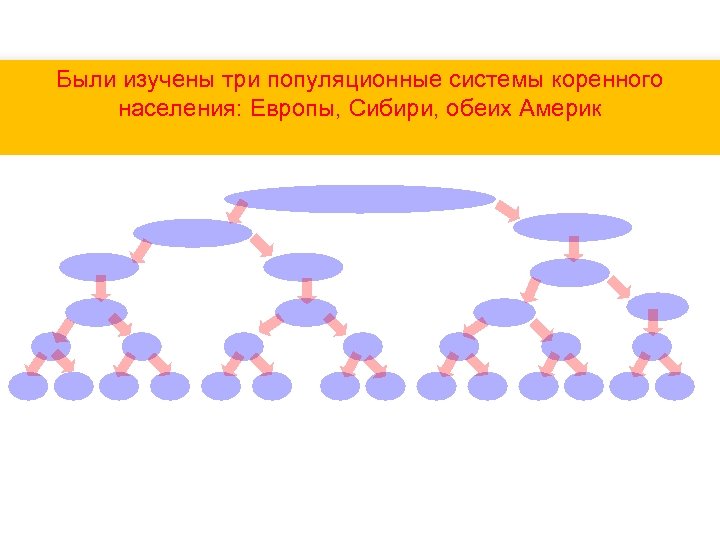 Были изучены три популяционные системы коренного населения: Европы, Сибири, обеих Америк 