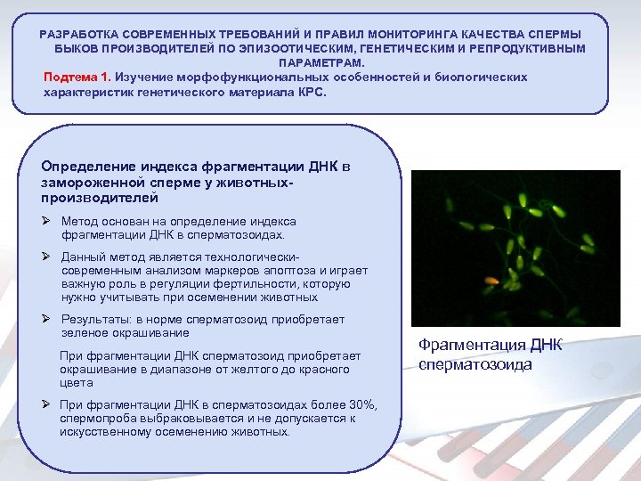 РАЗРАБОТКА СОВРЕМЕННЫХ ТРЕБОВАНИЙ И ПРАВИЛ МОНИТОРИНГА КАЧЕСТВА СПЕРМЫ БЫКОВ ПРОИЗВОДИТЕЛЕЙ ПО ЭПИЗООТИЧЕСКИМ, ГЕНЕТИЧЕСКИМ И