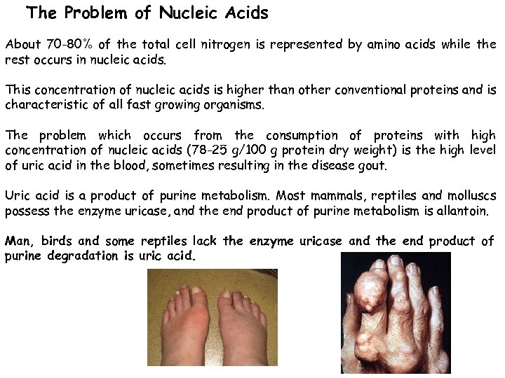 The Problem of Nucleic Acids About 70 -80% of the total cell nitrogen is
