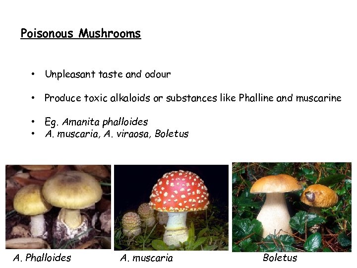 Poisonous Mushrooms • Unpleasant taste and odour • Produce toxic alkaloids or substances like