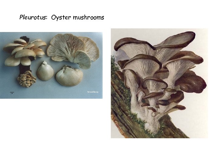 Pleurotus: Oyster mushrooms 