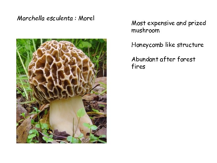 Morchella esculenta : Morel Most expensive and prized mushroom Honeycomb like structure Abundant after