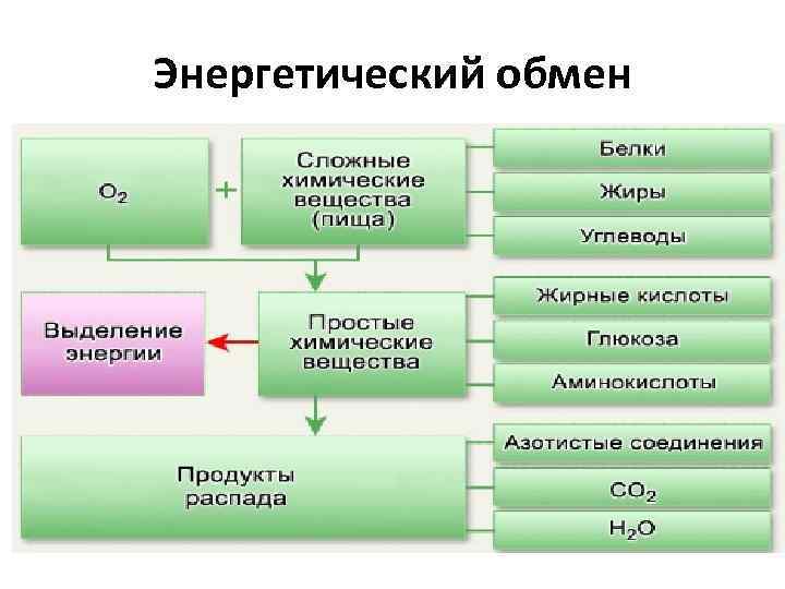 Энергетический обмен 