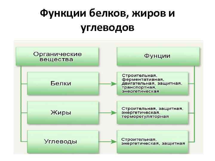 Функции белков, жиров и углеводов 