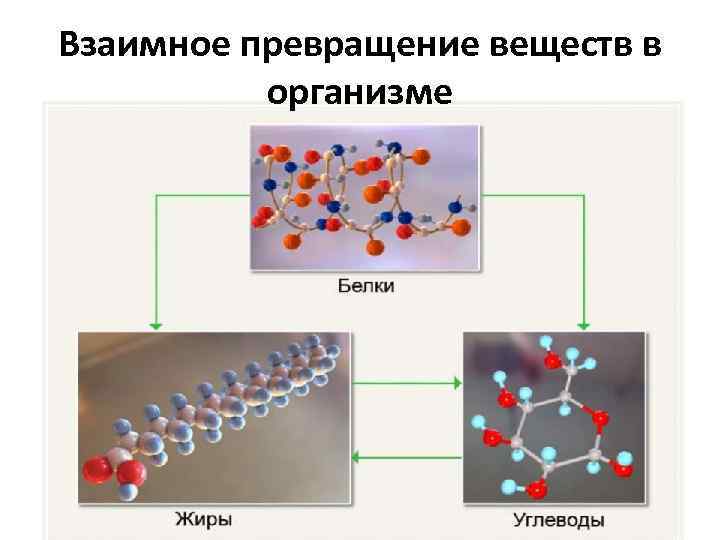 Взаимное превращение веществ в организме 