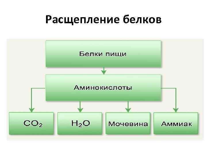 Расщепление белков 