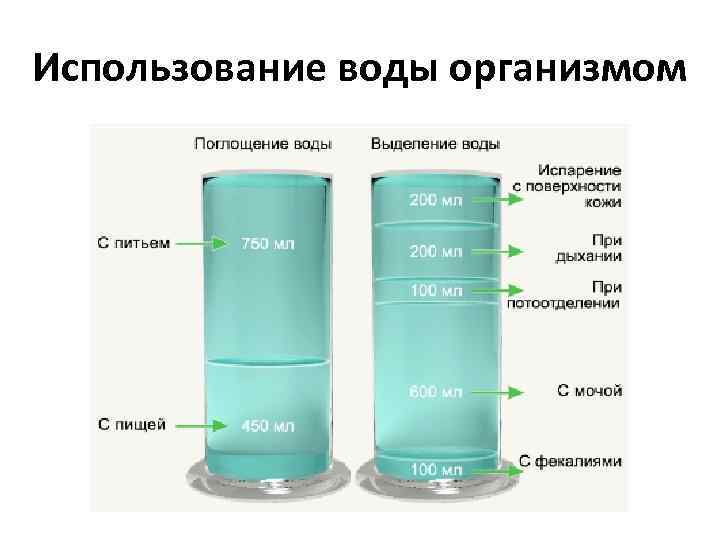 Использование воды организмом 