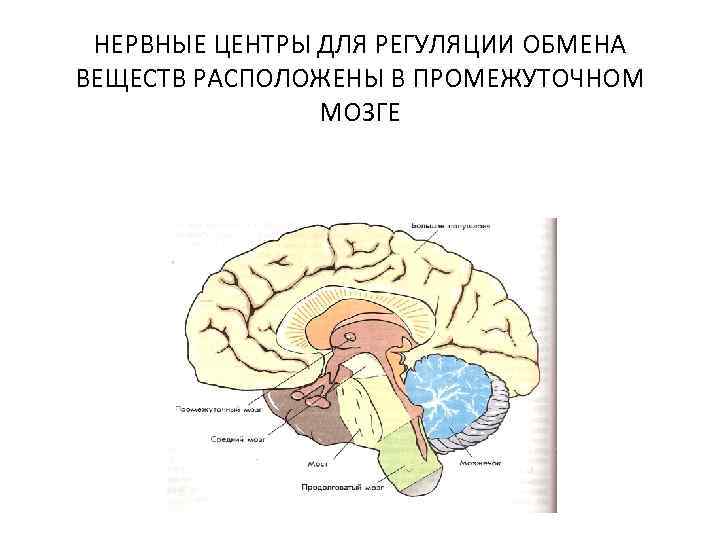 НЕРВНЫЕ ЦЕНТРЫ ДЛЯ РЕГУЛЯЦИИ ОБМЕНА ВЕЩЕСТВ РАСПОЛОЖЕНЫ В ПРОМЕЖУТОЧНОМ МОЗГЕ 