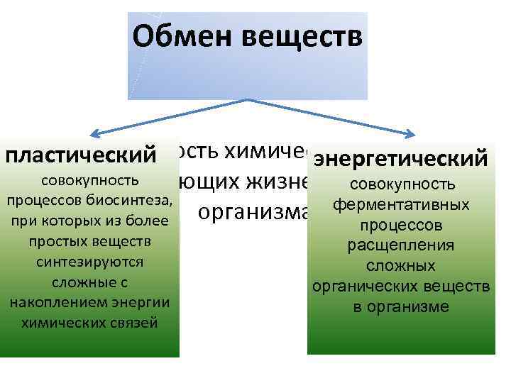 Обмен веществ это совокупность химических процессов, пластический энергетический совокупность обеспечивающих жизнедеятельность совокупность процессов биосинтеза,