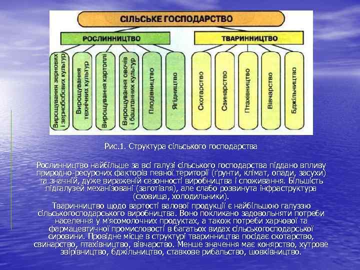 Рис. 1. Структура сільського господарства Рослинництво найбільше за всі галузі сільського господарства піддано впливу