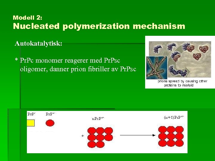Modell 2: Nucleated polymerization mechanism Autokatalytisk: * Pr. Pc monomer reagerer med Pr. Psc