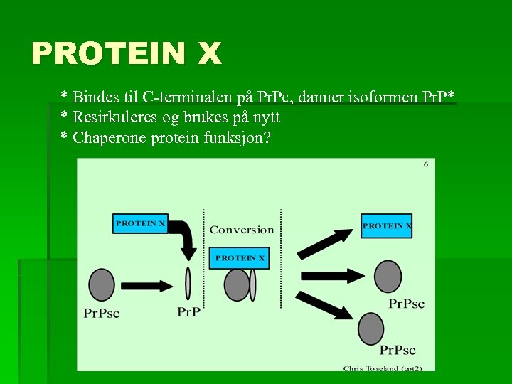 PROTEIN X * Bindes til C-terminalen på Pr. Pc, danner isoformen Pr. P* *