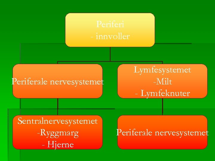 Periferi - innvoller Periferale nervesystemet Lymfesystemet -Milt - Lymfeknuter Sentralnervesystemet -Ryggmarg - Hjerne Periferale