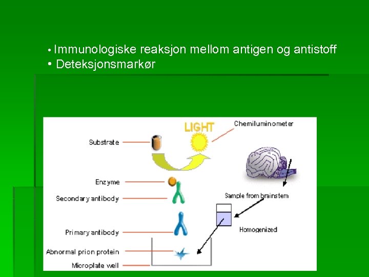  • Immunologiske reaksjon mellom antigen og antistoff • Deteksjonsmarkør 
