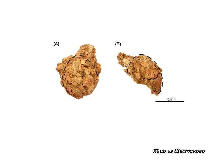 Яйцо из Шестаково 