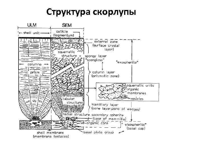 Структура скорлупы 