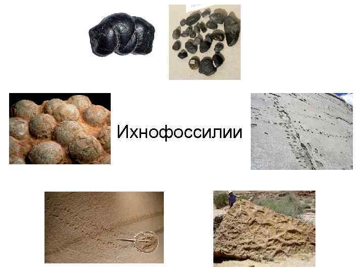 Ихнофоссилии 
