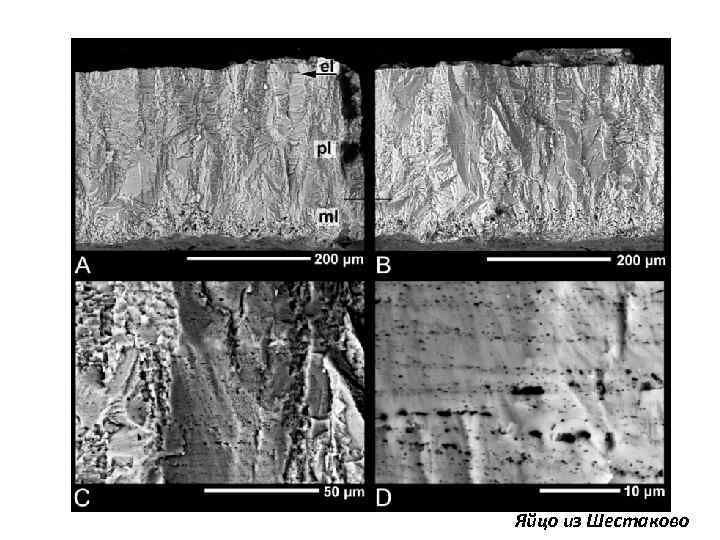 Яйцо из Шестаково 