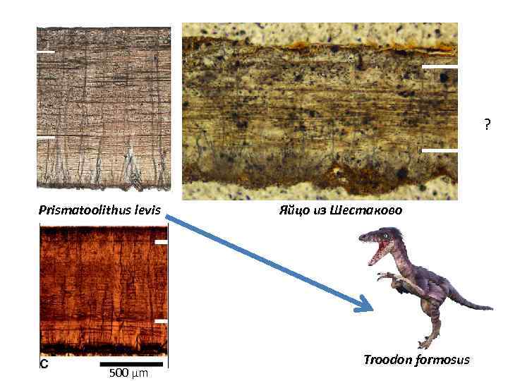 ? Prismatoolithus levis 500 μm Яйцо из Шестаково Troodon formosus 