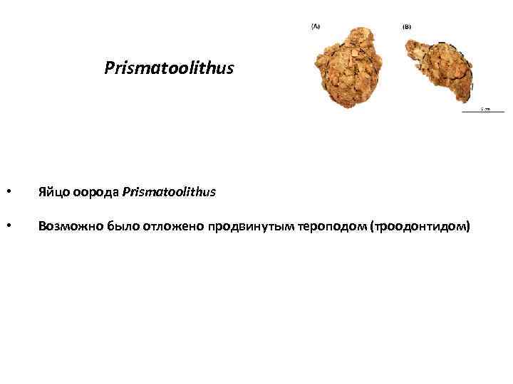 Prismatoolithus • Яйцо оорода Prismatoolithus • Возможно было отложено продвинутым тероподом (троодонтидом) 