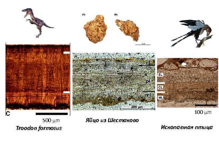100 μm 500 μm Troodon formosus Яйцо из Шестаково Ископаемая птица 