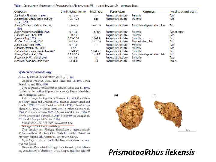 Prismatoolithus ilekensis 