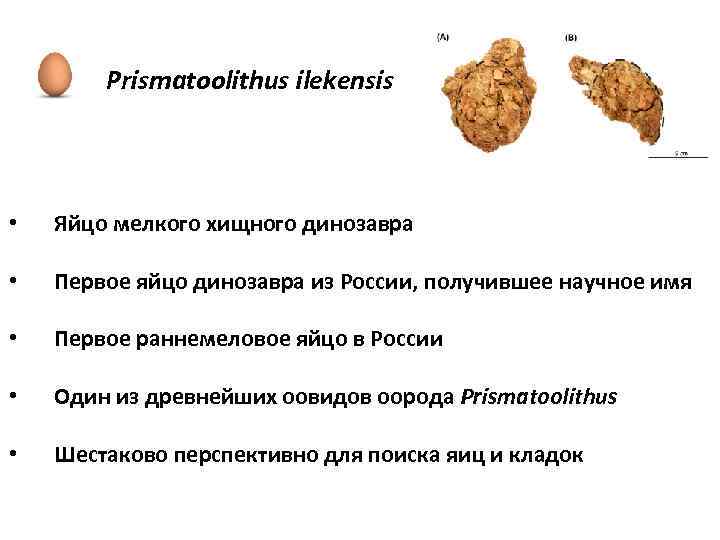 Prismatoolithus ilekensis • Яйцо мелкого хищного динозавра • Первое яйцо динозавра из России, получившее
